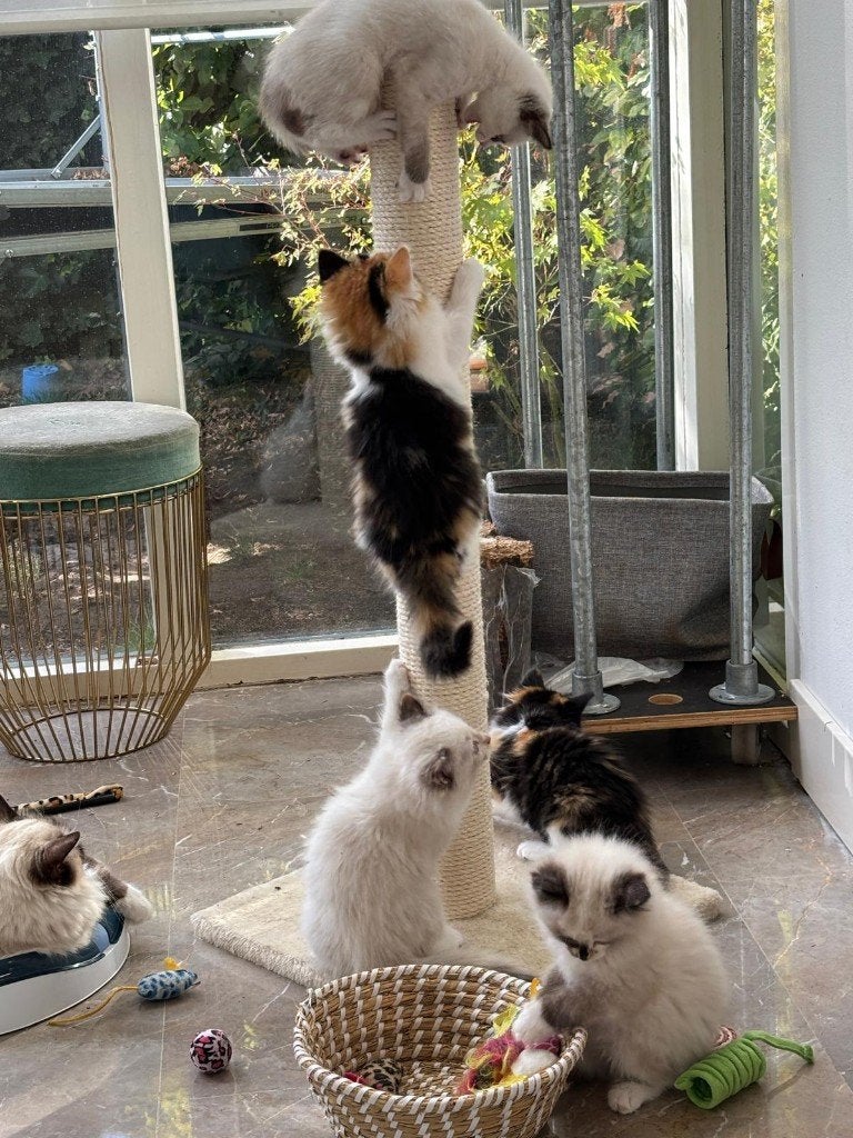 ragdoll mix kittens, Meerdere dieren, Ingeënt, 0 tot 2 jaar