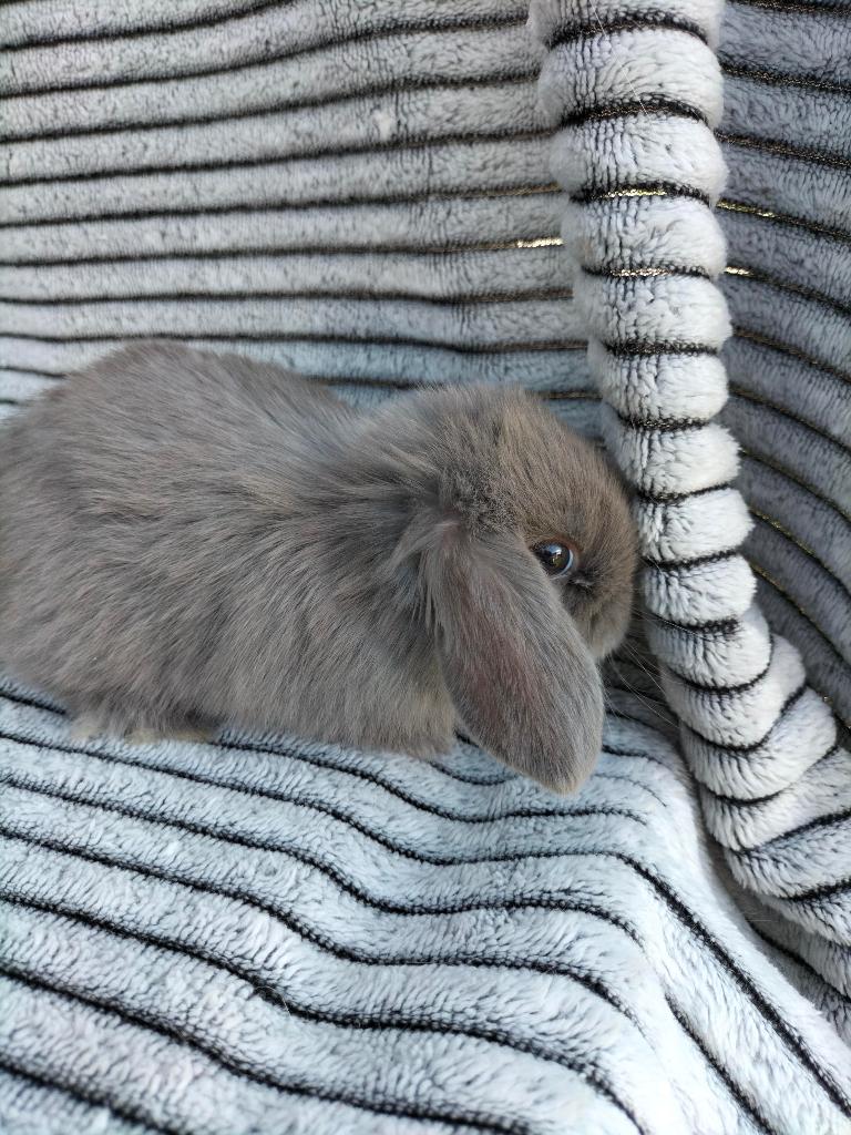 Te koop minilop konijntjes, Meerdere dieren, Dwerg, 0 tot 2 jaar