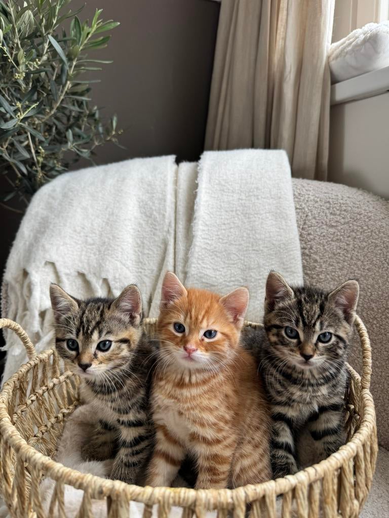 Lieve kittens zoeken een gouden mandje, Meerdere dieren, Kortharig, 0 tot 2 jaar