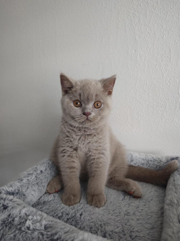 Britse brits korthaar kittens, Kater, Kortharig, 0 tot 2 jaar