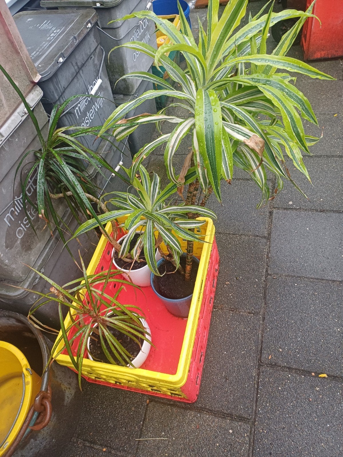Kamerplanten Drakenbloedboom, Ophalen, Overige soorten, Halfschaduw, In pot