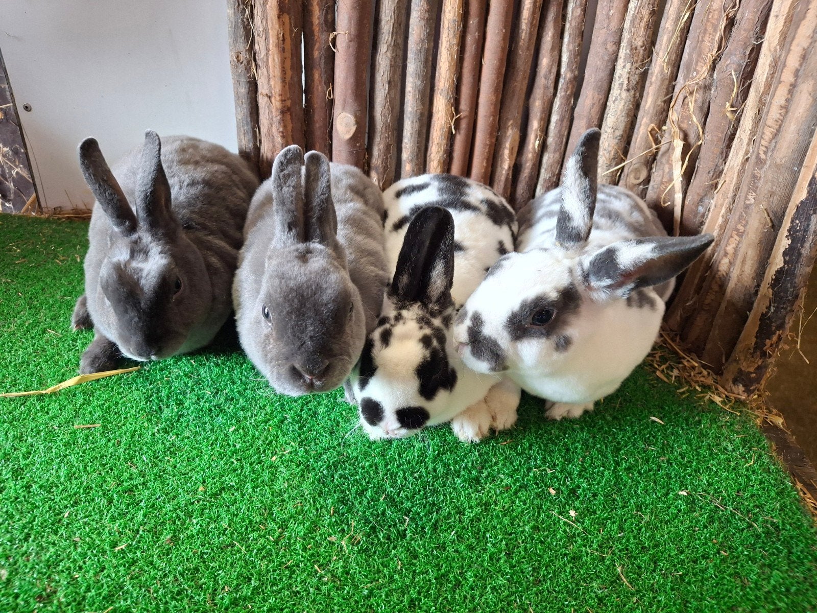 rex dwerg voedsters jong, Dieren en Toebehoren, Konijnen, Vrouwelijk, Dwerg, 0 tot 2 jaar
