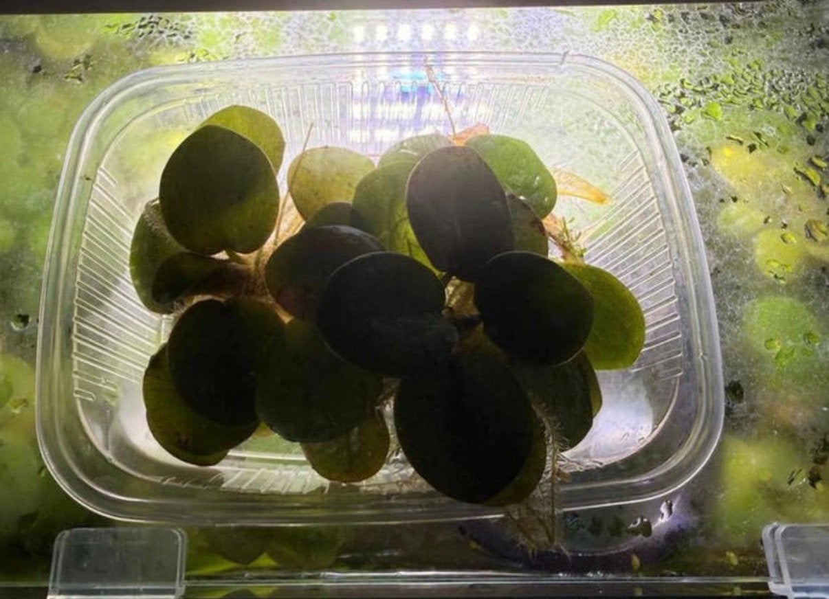 Mooie gezonde kikkerbeet, Dieren en Toebehoren, Vissen | Aquaria en Toebehoren, Ophalen of Verzenden