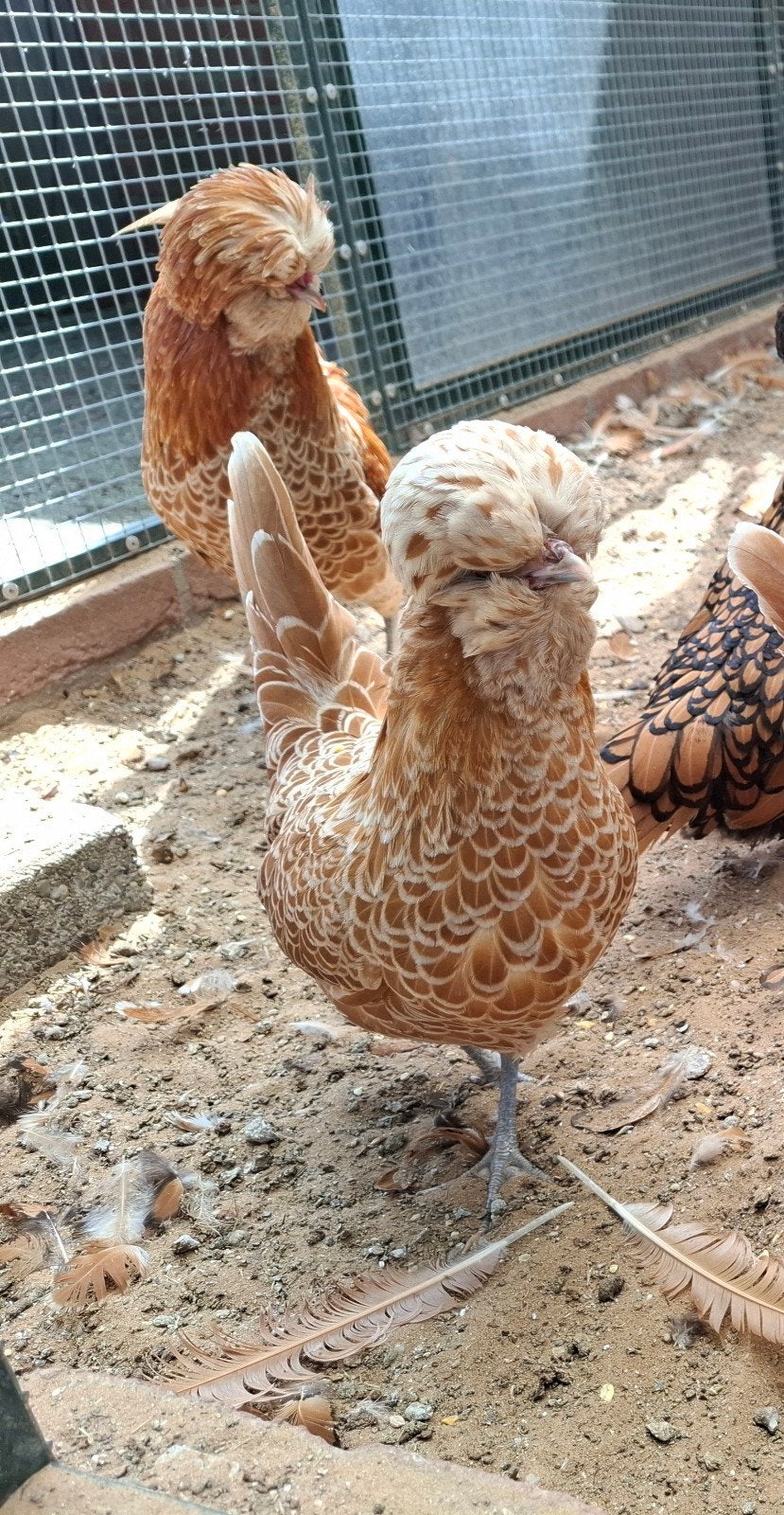 Padua kuifhoenders, Dieren en Toebehoren, Pluimvee, Vrouwelijk, Kip