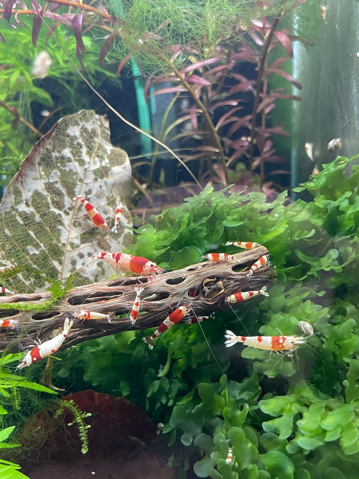 Garnalen mooie crystal red, Dieren en Toebehoren, Kreeft, Krab of Garnaal