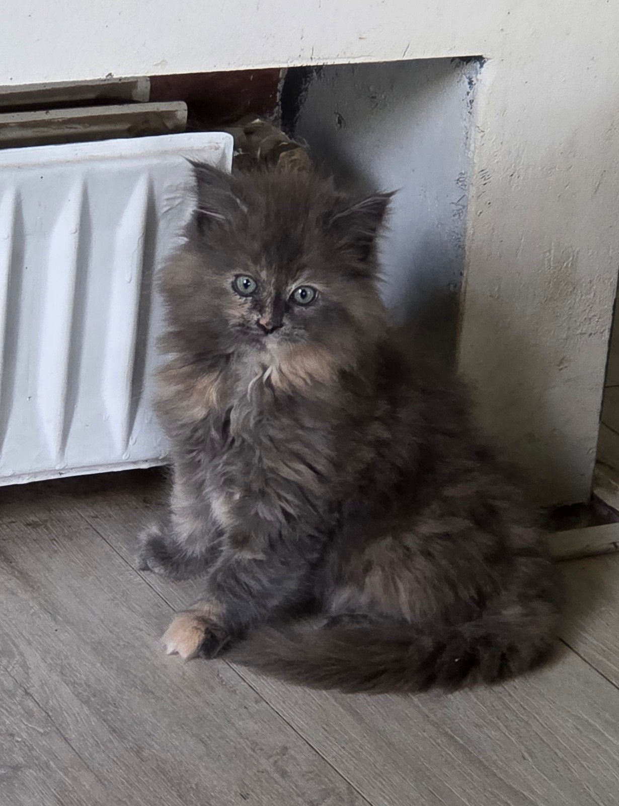 supermooie Maine Coon kittens, Meerdere dieren, Ontwormd, 0 tot 2 jaar