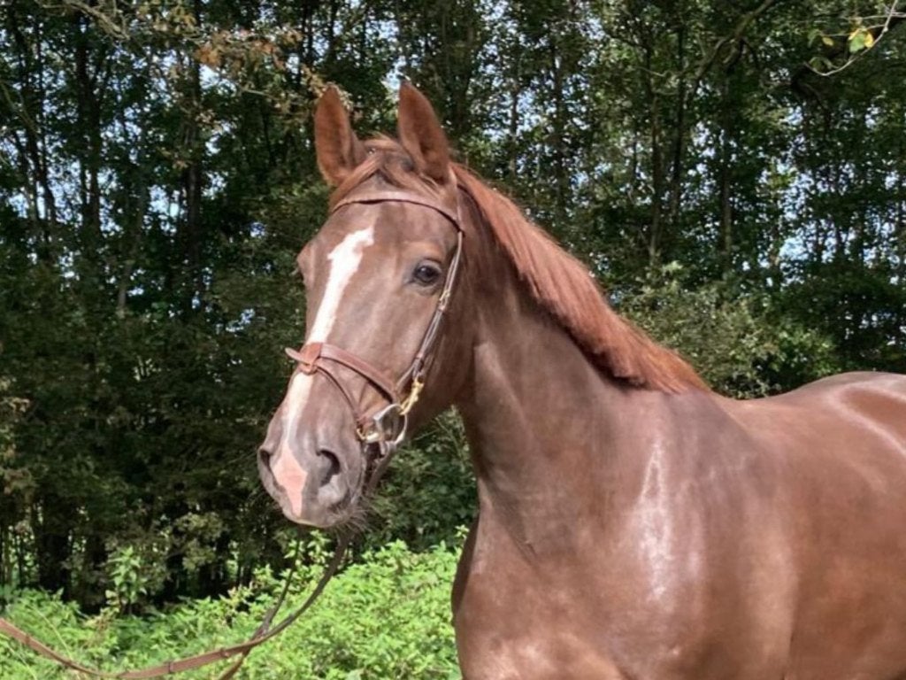 Mooie en lieve 8 jarige merrie te koop, Dieren en Toebehoren, Merrie, Met stamboom, Dressuurpaard, L
