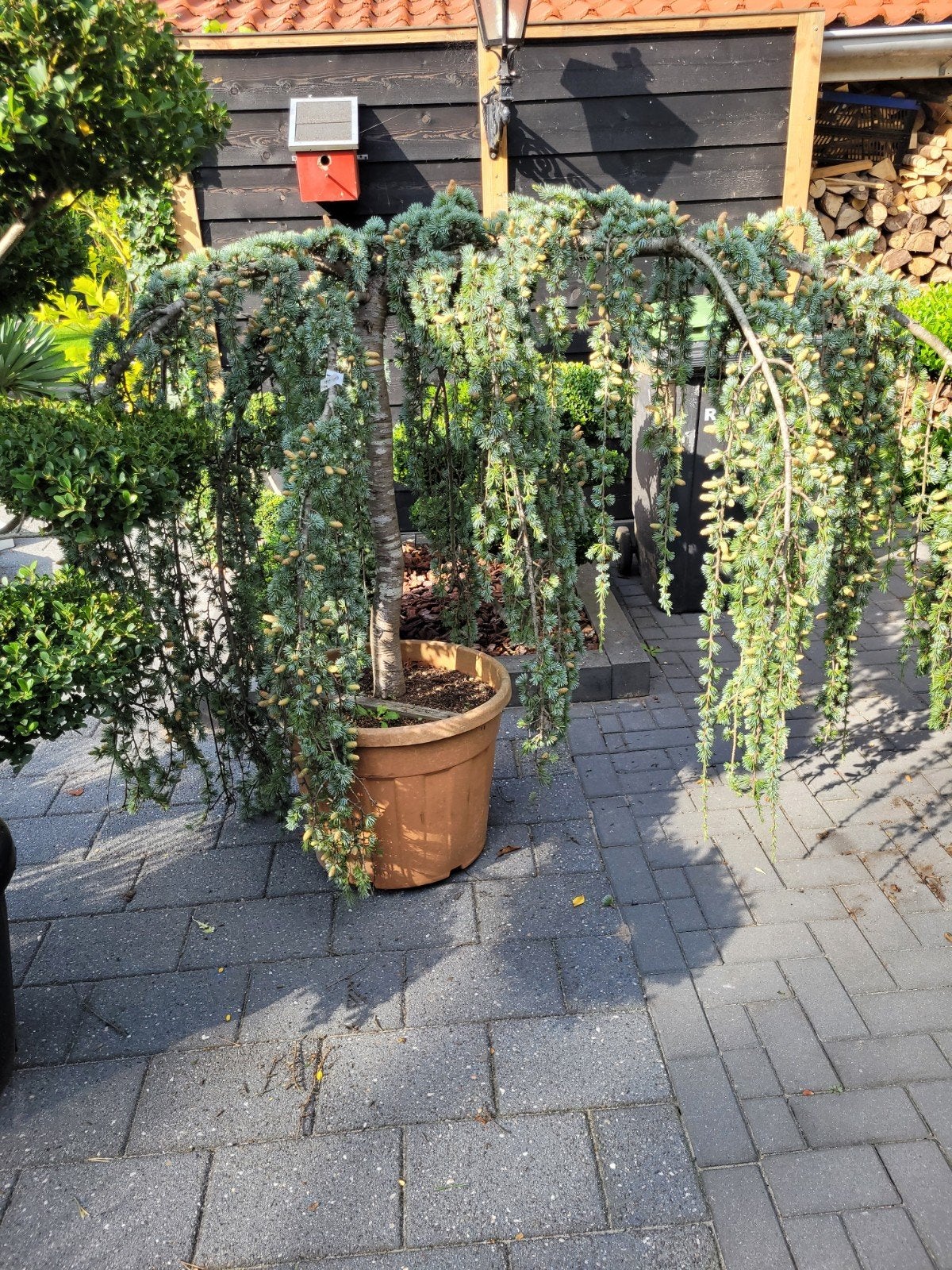 Cedrus Atlantica Glauca Pendula - Treurceder 2 meter breed, Bloeit niet, Treurboom, 100 tot 250 cm, Ophalen