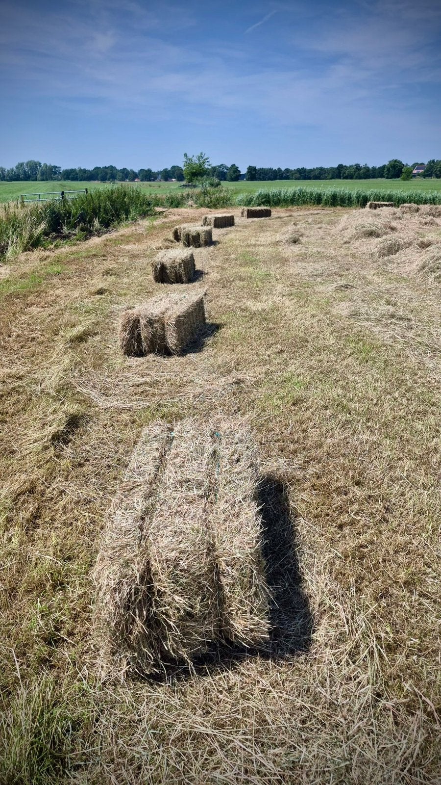 Hooipakjes te koop! Grote partij! 26-06-2026 geperst., Dieren en Toebehoren, Ophalen, Vee