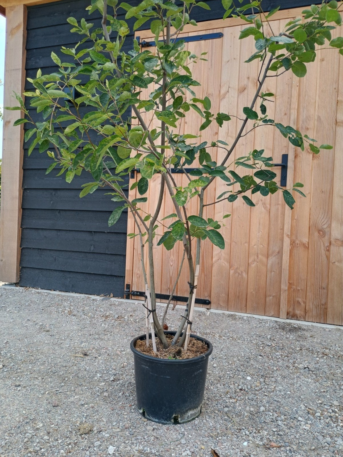 Meerstammige Krentenboom - Amelanchier lamarckii, Ophalen, Volle zon, Vaste plant, Fruitplanten