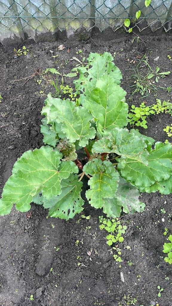 Rabarberplant, Tuin en Terras, Planten | Tuinplanten, Ophalen of Verzenden