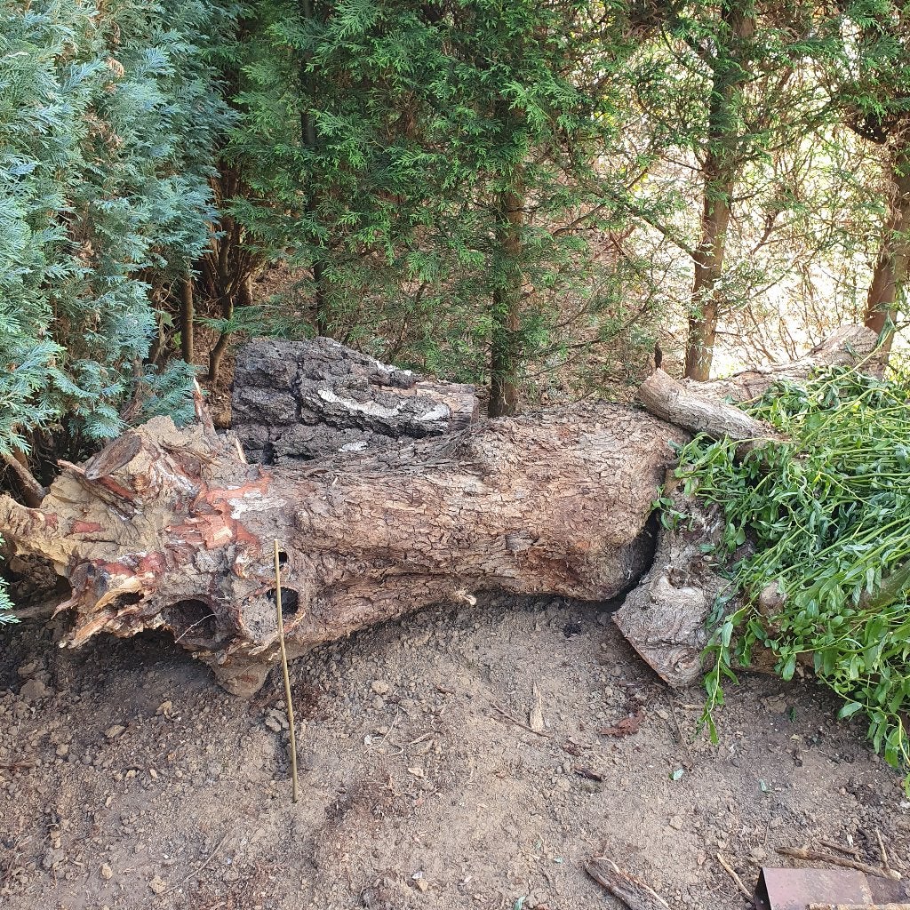 Boomstronk gratis af te halen voor brandhout, Tuin en Terras, Minder dan 3 m³, Ophalen, Overige houtsoorten, Stammen