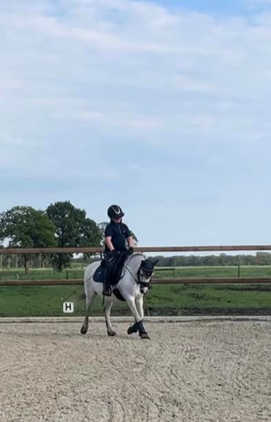 Leuke allround brave Welsh B-pony, Dieren en Toebehoren, Pony's, Merrie, B pony (1.17m tot 1.27m)