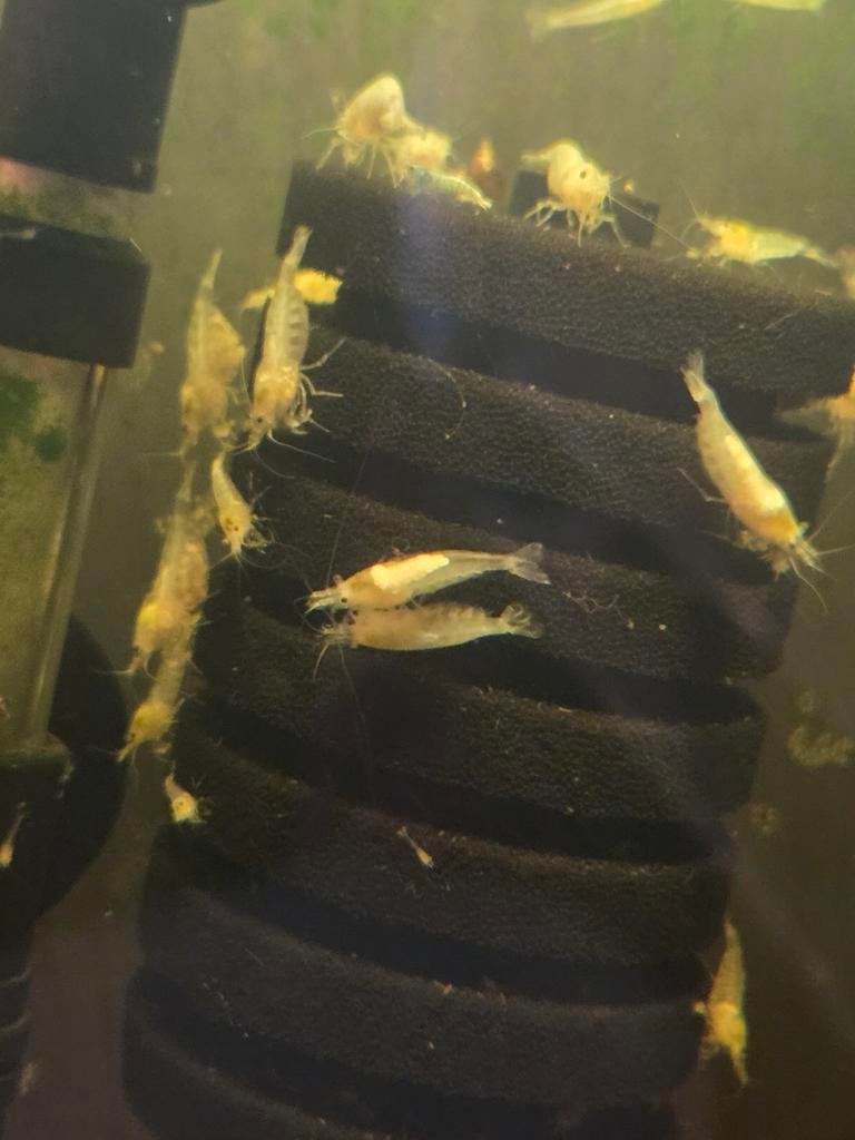 White pearl garnalen, Dieren en Toebehoren, Vissen | Aquariumvissen, Kreeft, Krab of Garnaal