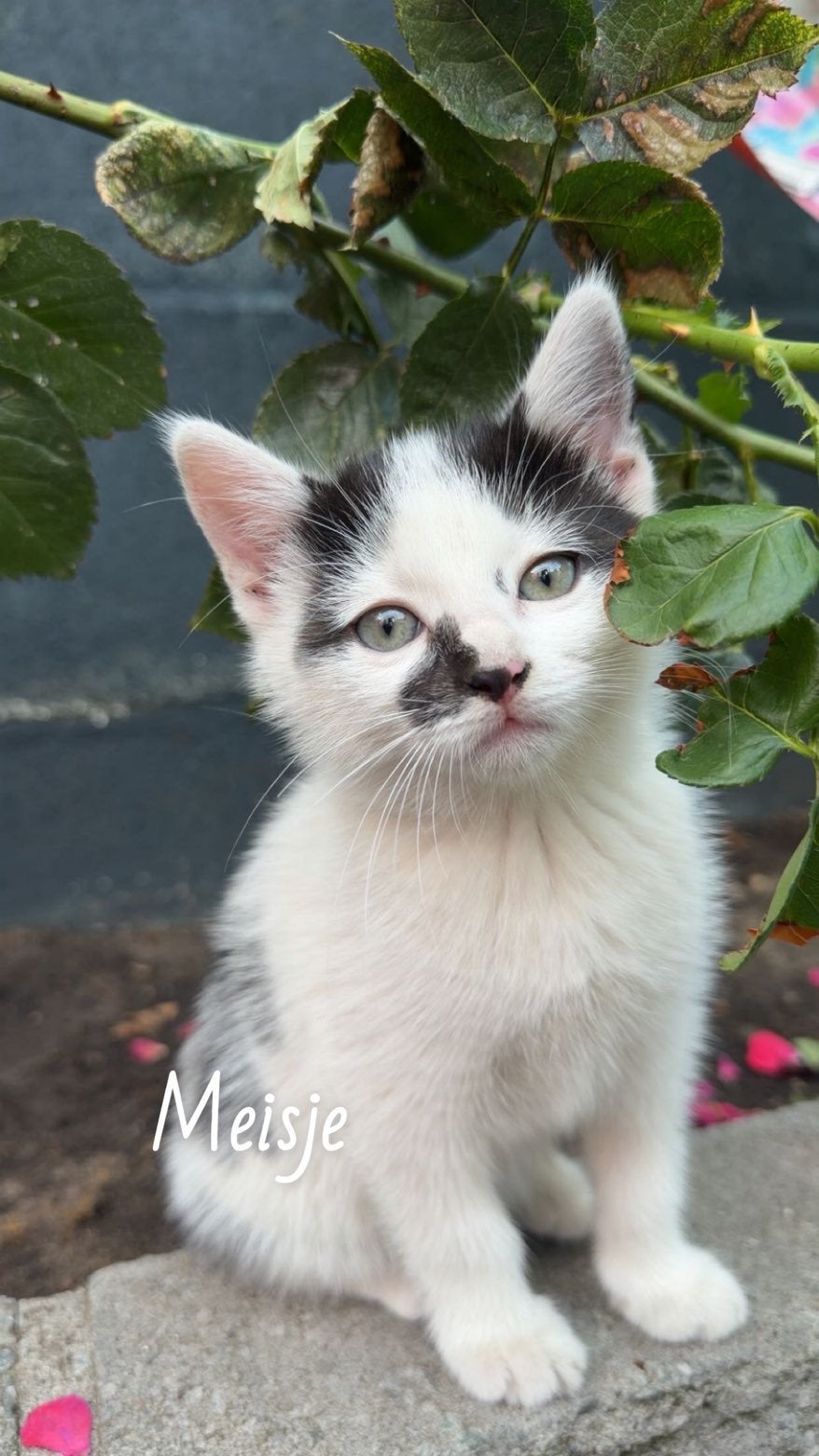 Kittens, Geslacht onbekend, 0 tot 2 jaar