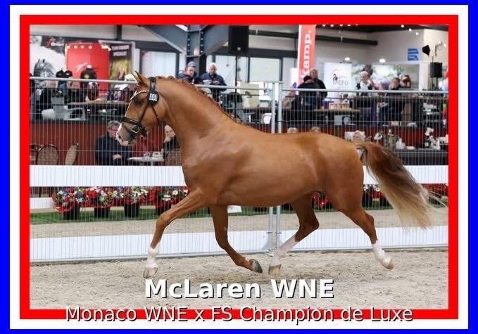 Ter dekking: McLaren WNE- Kampioen NRPS Dressuurponyhengsten, Dieren en Toebehoren, Dressuurpony, Niet van toepassing, Hengst