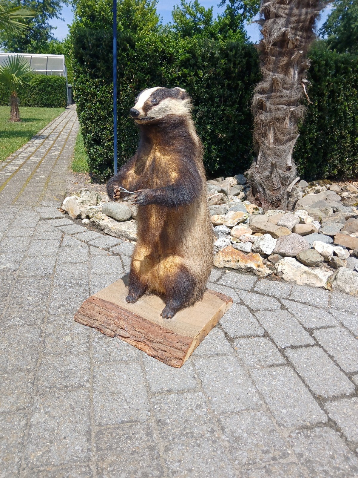 Opgezette das, Verzamelen, Verzenden, Gebruikt, Vogel, Opgezet dier