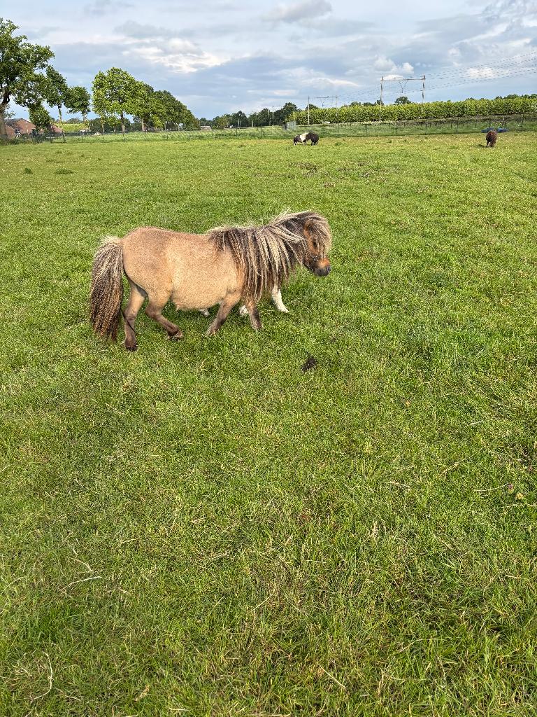 MINI PONY VALK 77 CM MET VEULEN ZIE TEKST, Dieren en Toebehoren, Pony's, Merrie, A pony (tot 1.17m), 7 tot 10 jaar, Met stamboom