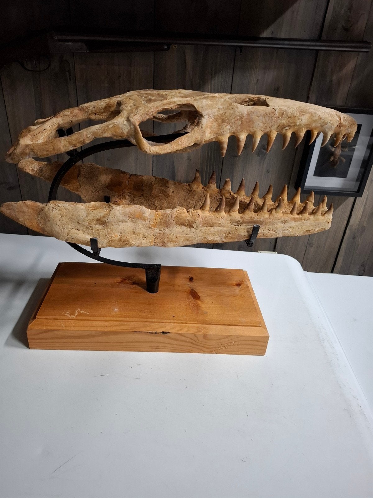 fossiele Mosasaurus schedel, Verzamelen, Ophalen of Verzenden, Fossiel