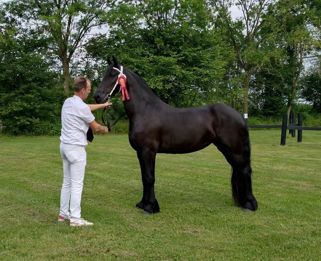 3-jarige Friese (Fries) stermerrie, Dieren en Toebehoren, Merrie, Dressuurpaard, 3 tot 6 jaar, 160 tot 165 cm