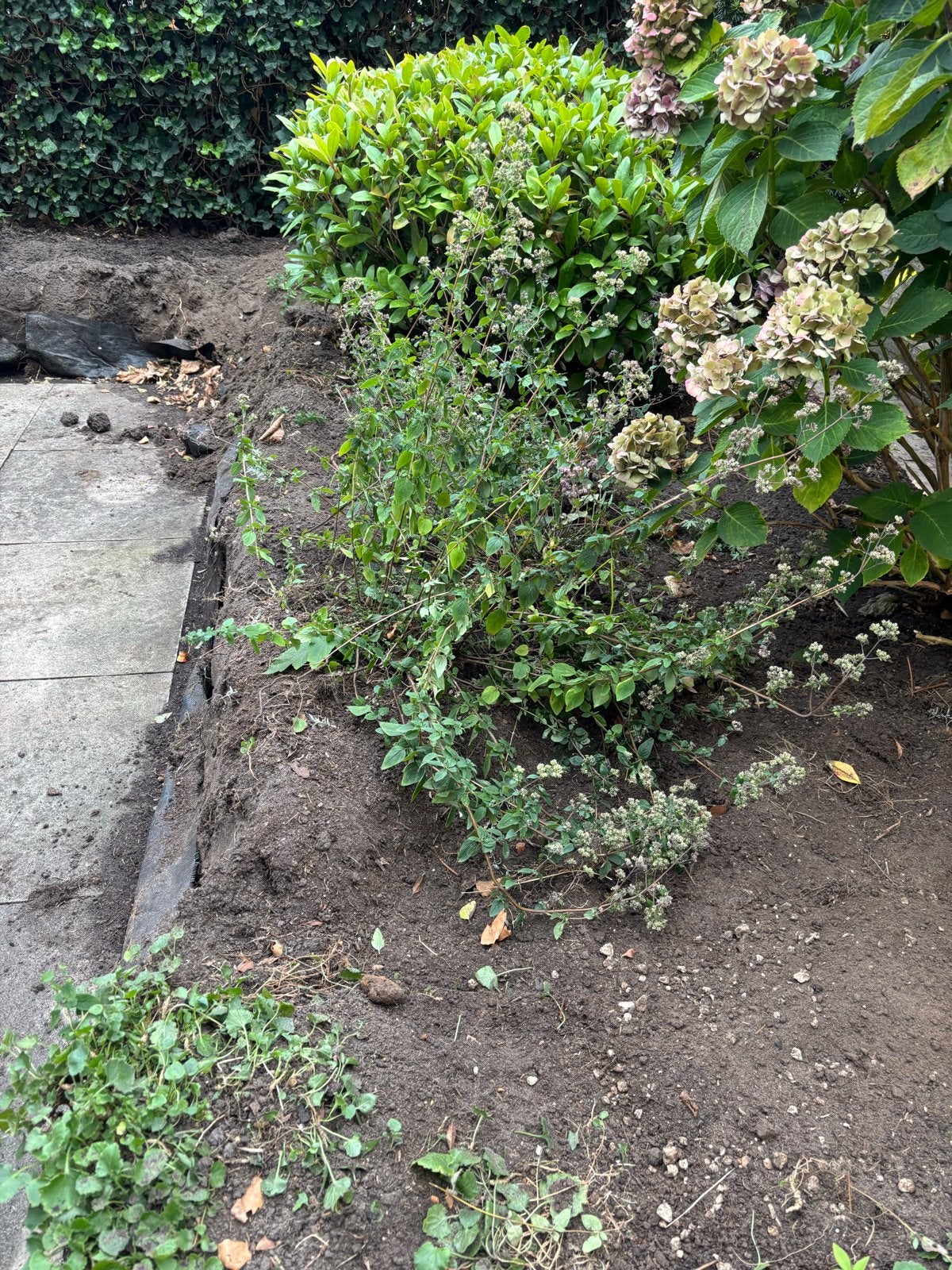 Lavendel plant en struiken- gratis, Tuin en Terras, Planten | Tuinplanten, Volle zon, Vaste plant, Ophalen of Verzenden, Kruiden