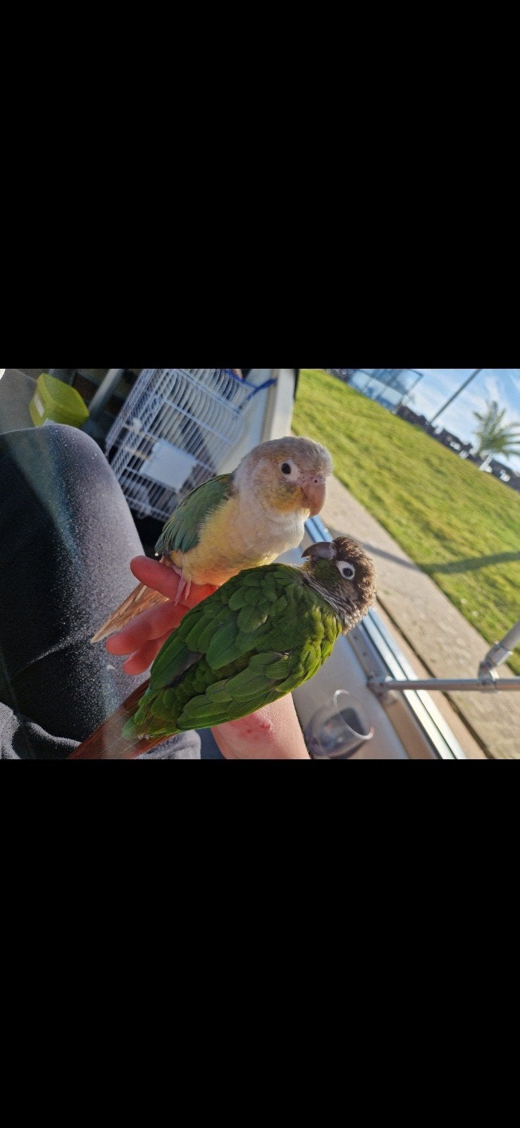 Pyrrhura, Dieren en Toebehoren, Vogels | Parkieten en Papegaaien, Parkiet, Tam