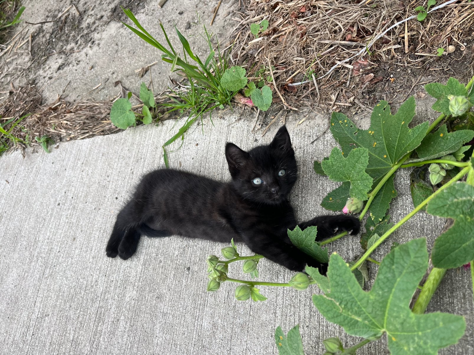 kittens, Meerdere dieren