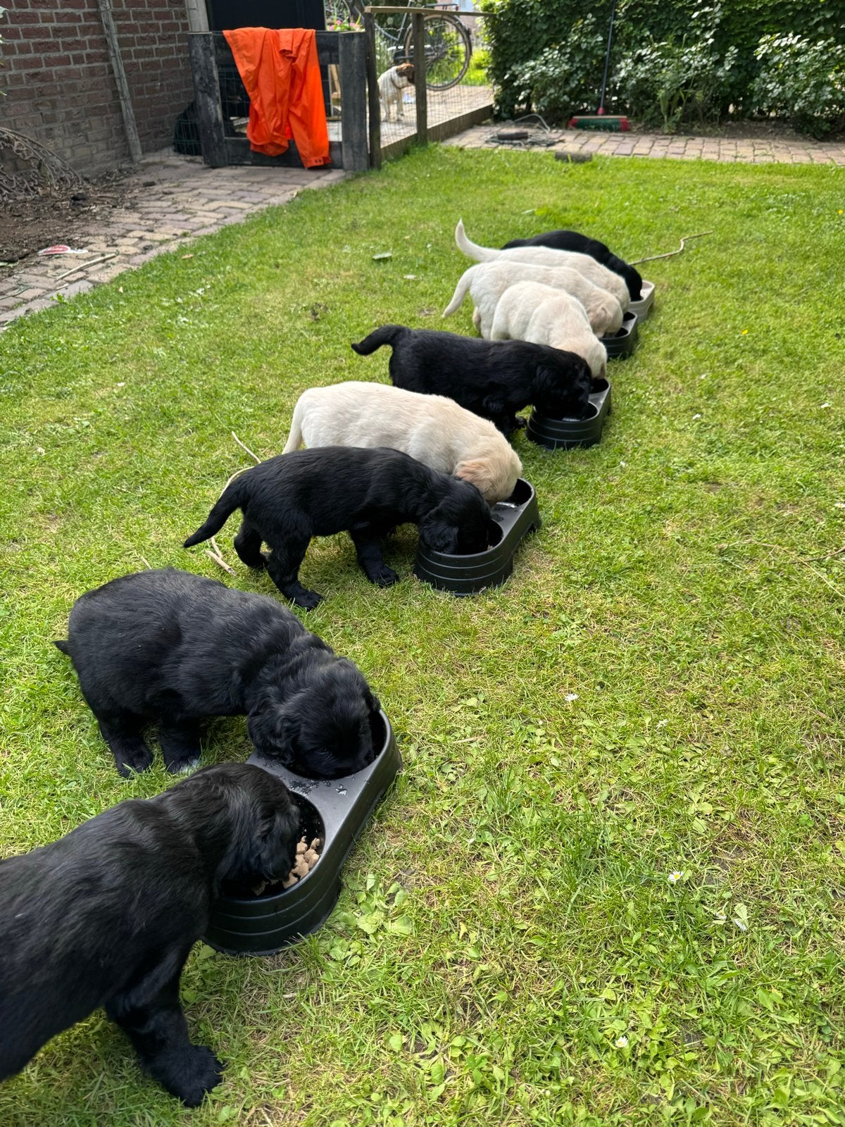 Kruising Golden Retriever x Friese Stabij, Parvo, 8 tot 15 weken, Groot, Meerdere