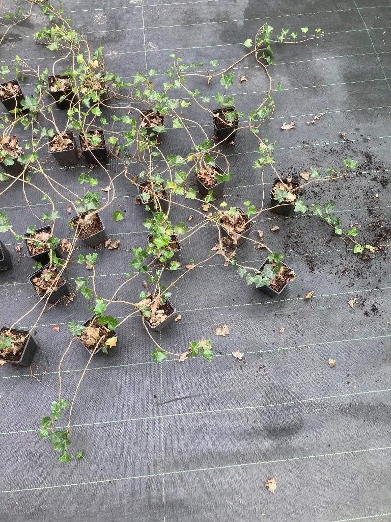 Hedera hibernica 60-80 cm € 1,00, Ophalen, Bloeit niet, Klimplanten, Halfschaduw