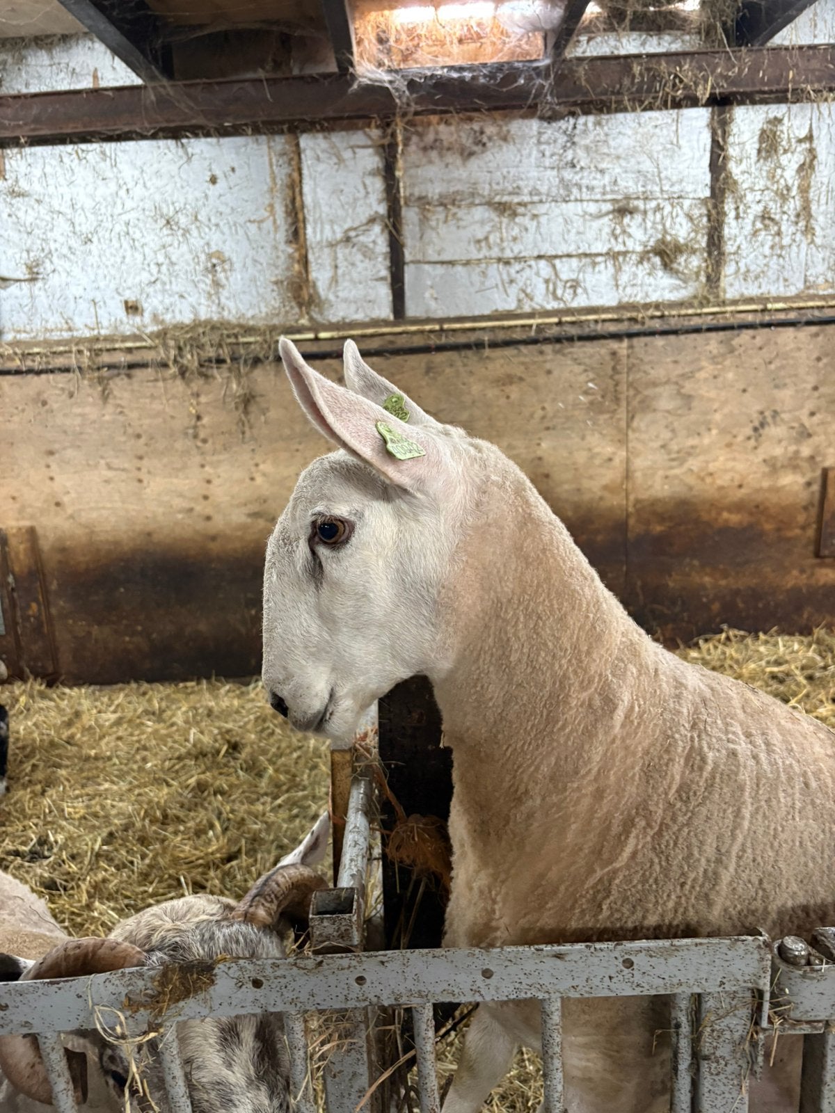 Border Leicester ram, Dieren en Toebehoren, Mannelijk, Schaap