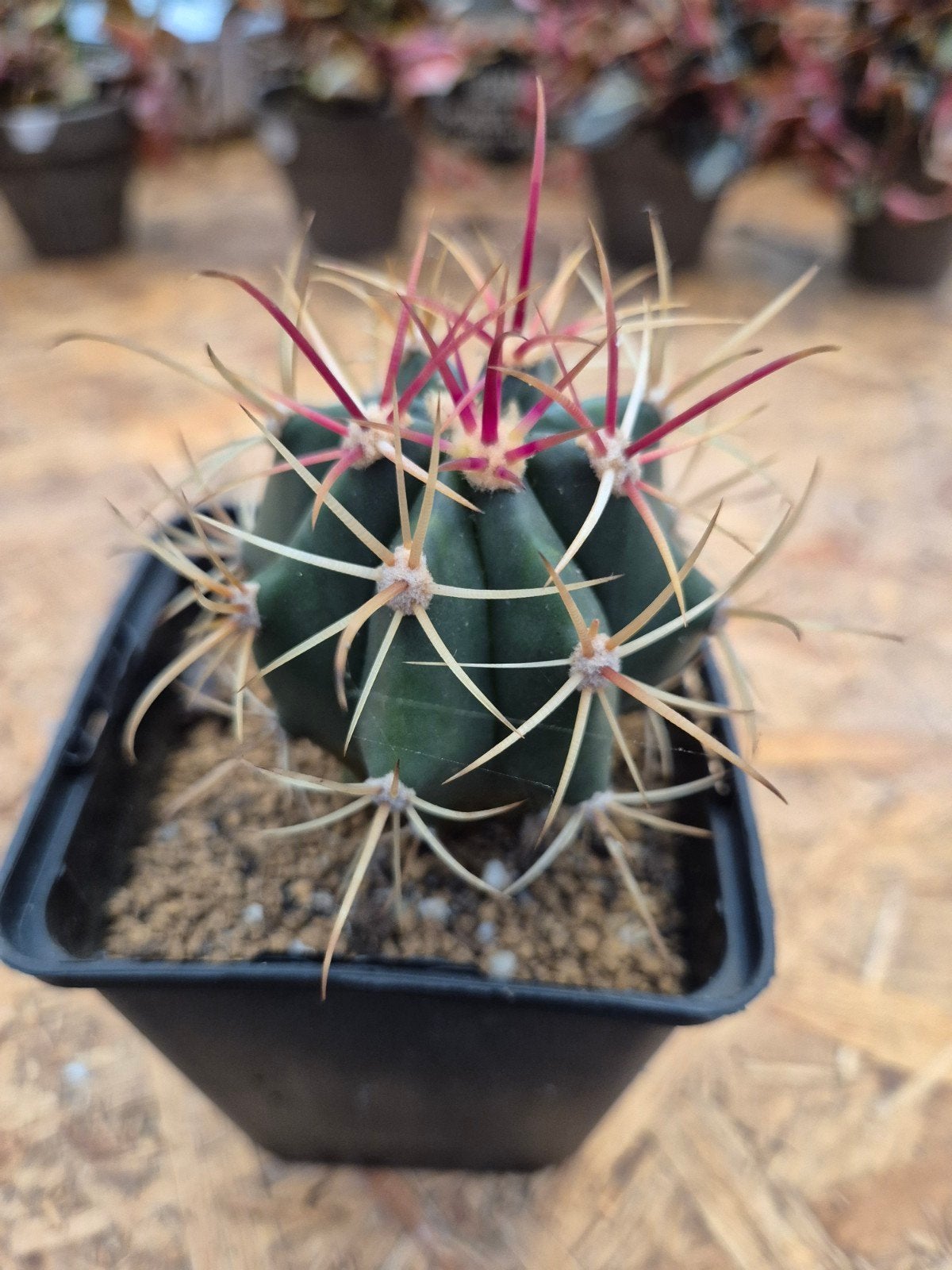 Ferocactus Latispinus p10, Huis en Inrichting, Kamerplanten, Ophalen of Verzenden, Halfschaduw, Minder dan 100 cm