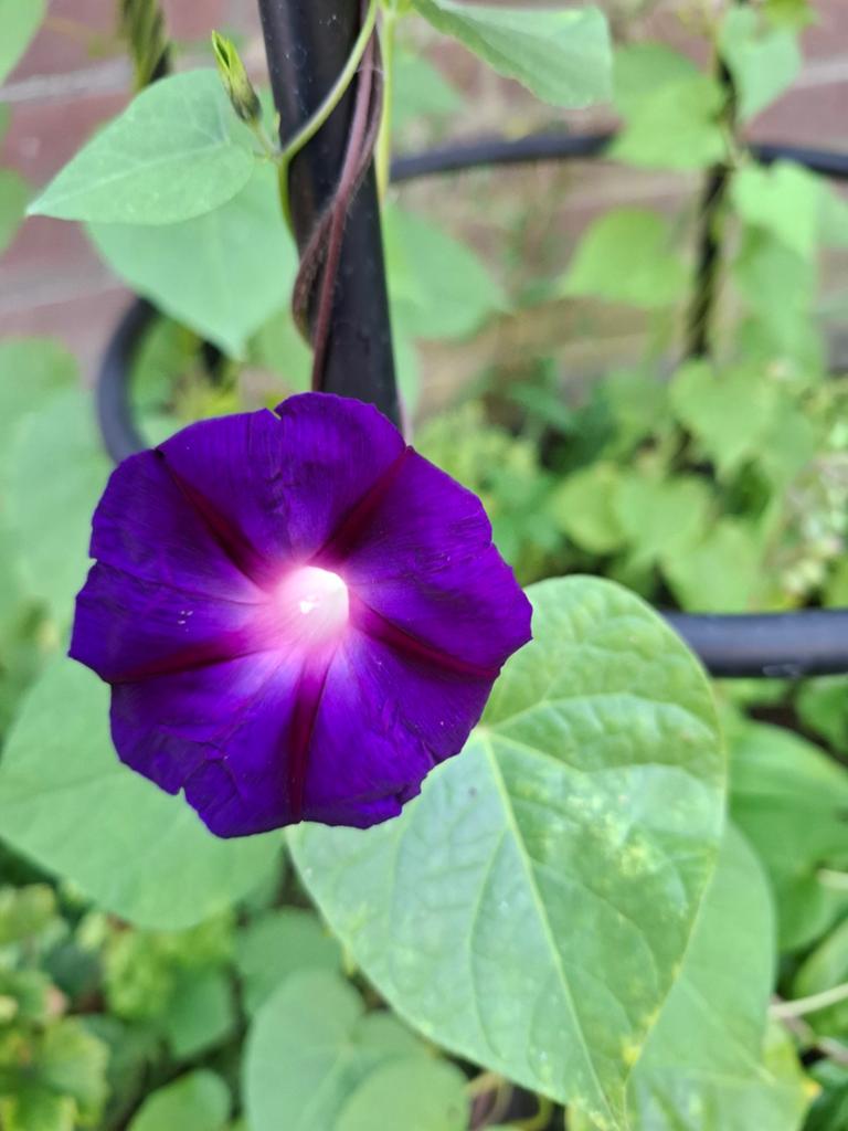 Ipomoea Grandpa Ott, Ophalen of Verzenden, Voorjaar, Volle zon, Zaad
