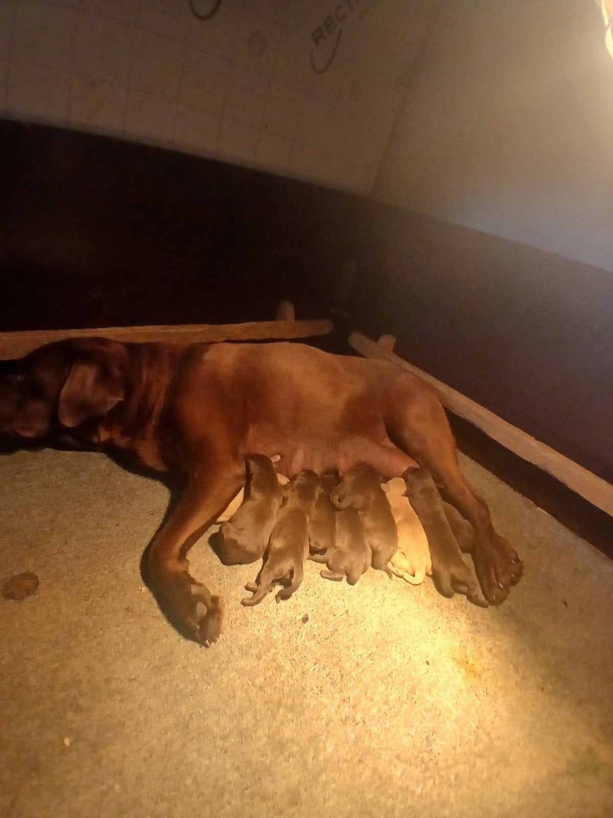 te koop mooie labrador pups, 8 tot 15 weken, Labrador retriever, Meerdere, Meerdere dieren