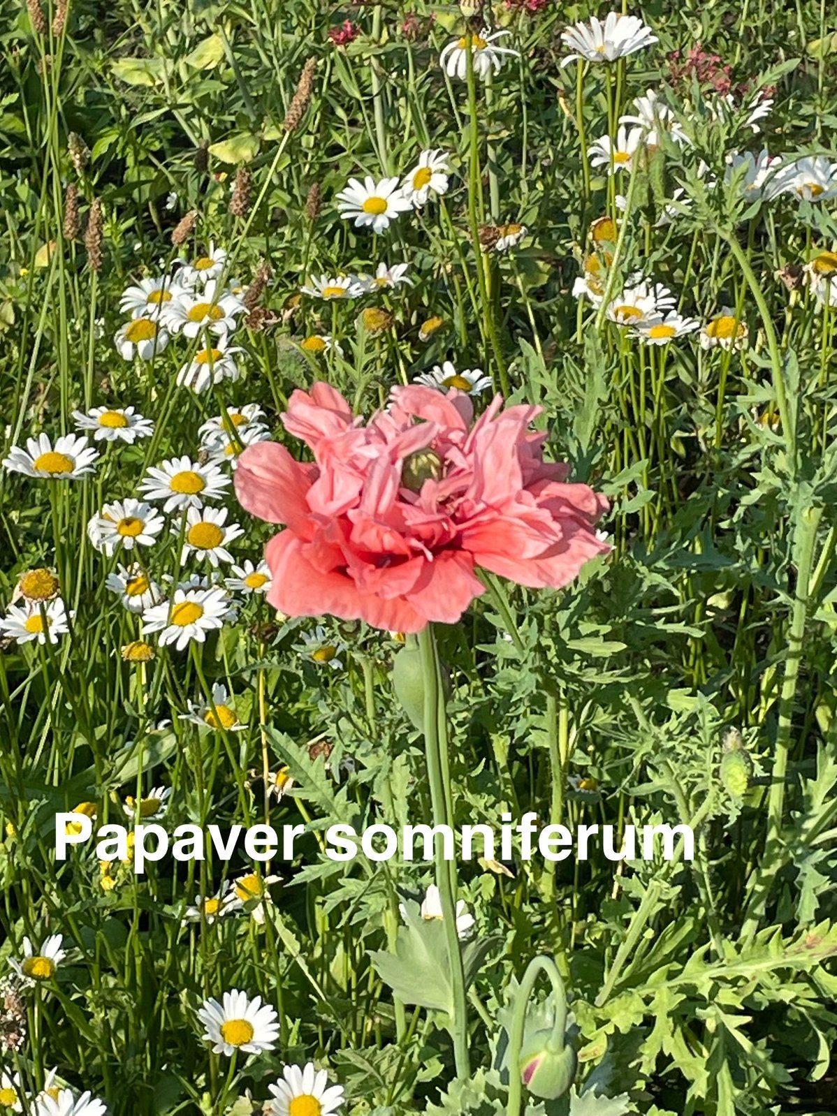 zaden Papaver somniferum, Ophalen of Verzenden, Zaad
