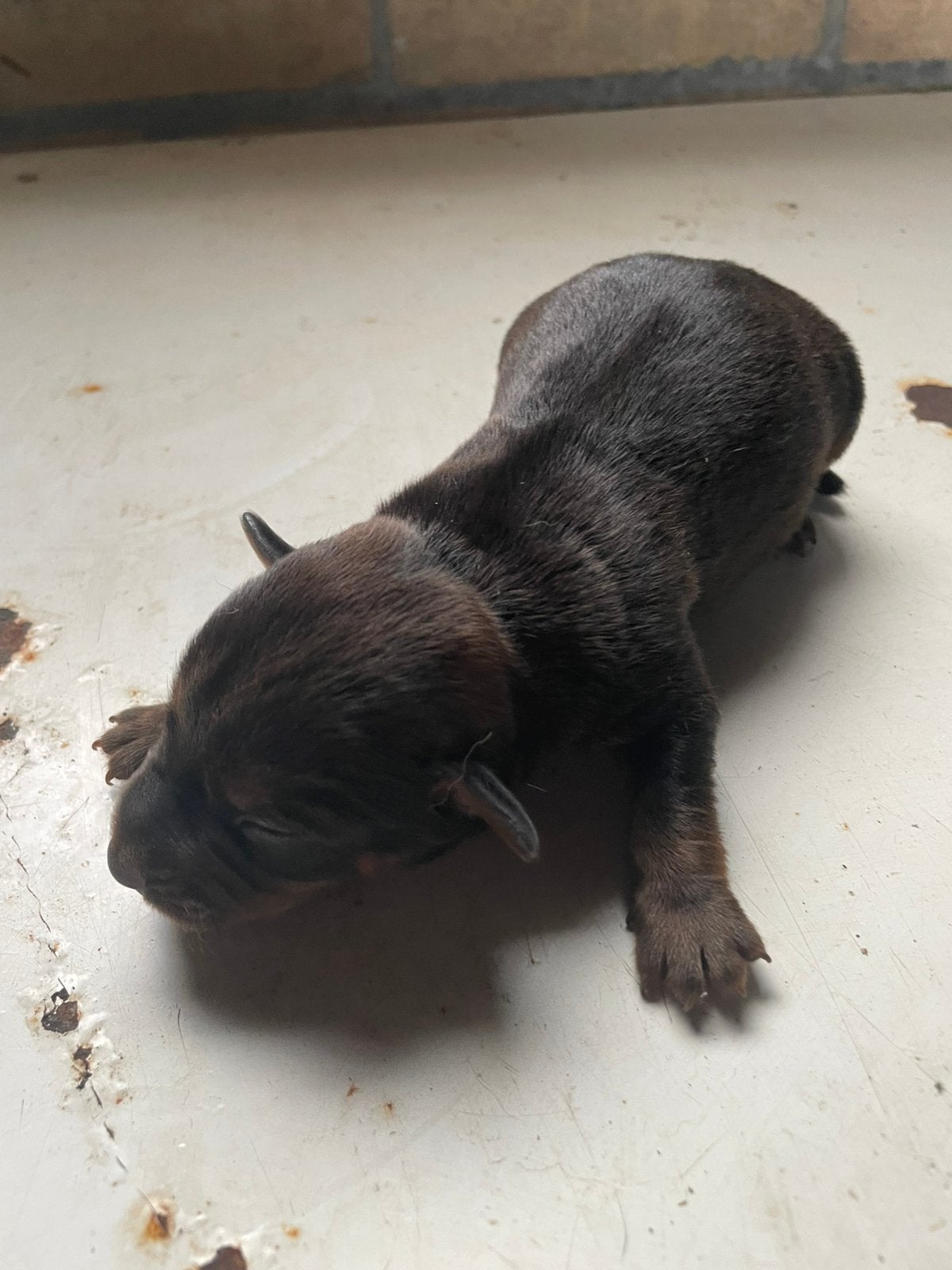 Mooie jackrusell pups, Dieren en Toebehoren, Reu, Eén hond, Klein, Nederland