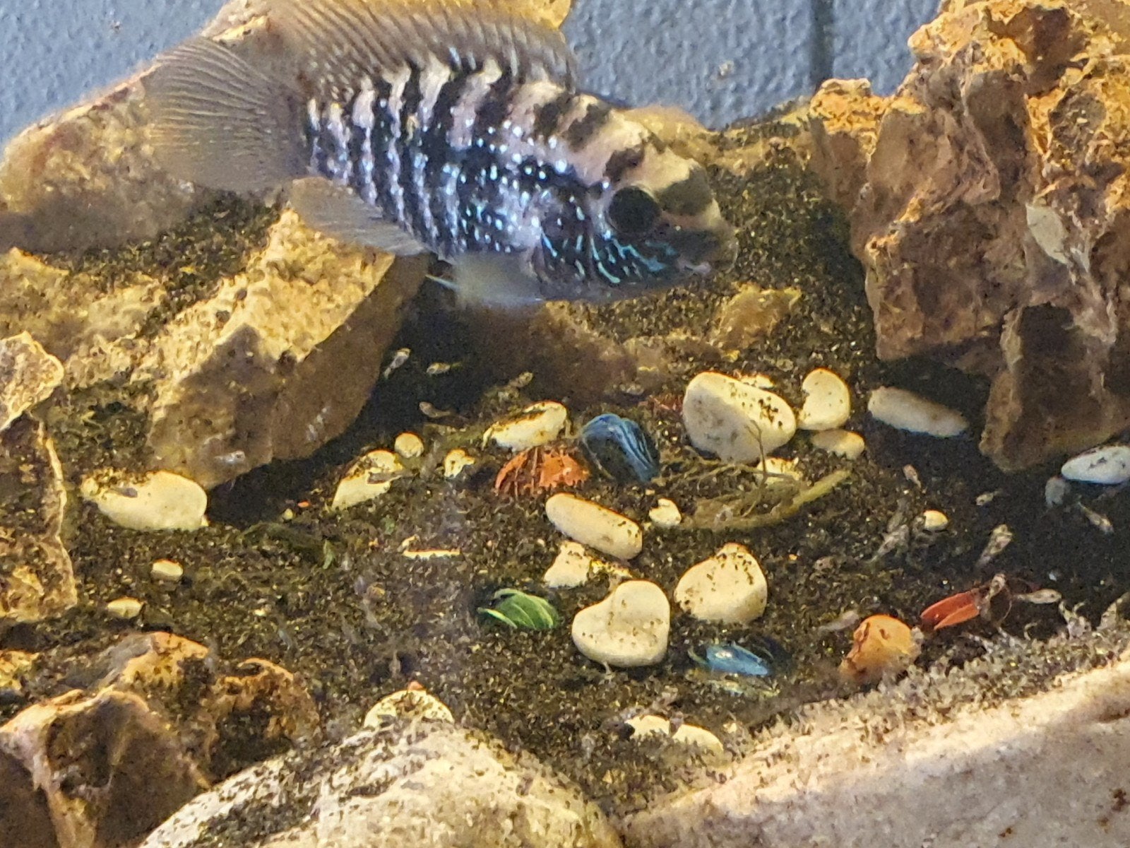 Baby Bleu Acaras, Vis