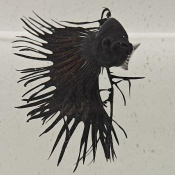 betta splendens man 40, Dieren en Toebehoren, Vis