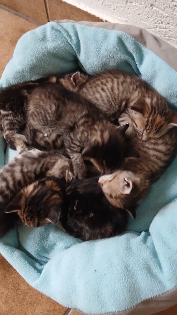 Boerderij kittens, Dieren en Toebehoren, Meerdere dieren, Kortharig, 0 tot 2 jaar