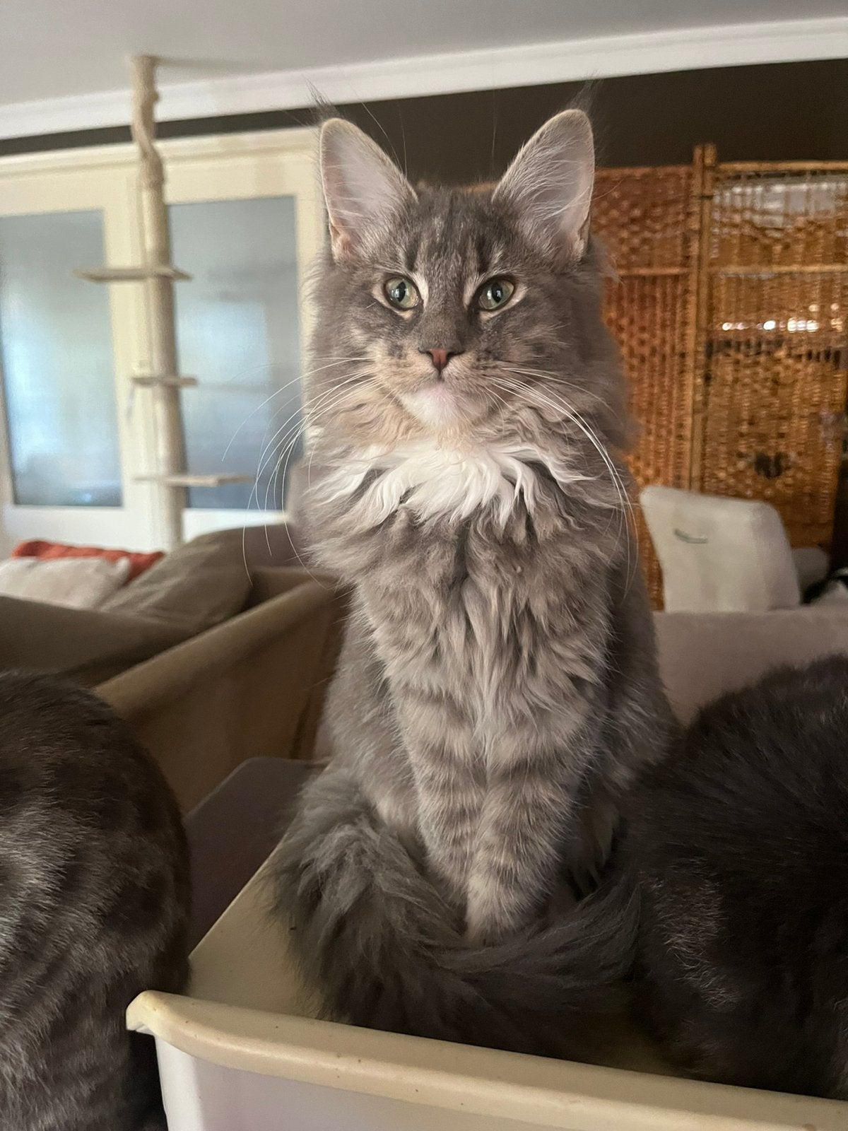 Twee Kittens - Maine Coon zusjes, Poes, Gechipt, 0 tot 2 jaar