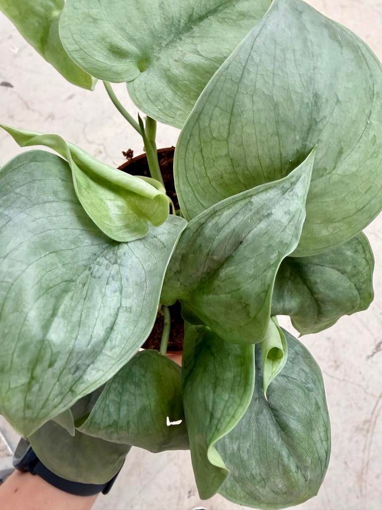 Scindapsus Silver Hero p12, Overige soorten, In pot, Minder dan 100 cm, Groene kamerplant