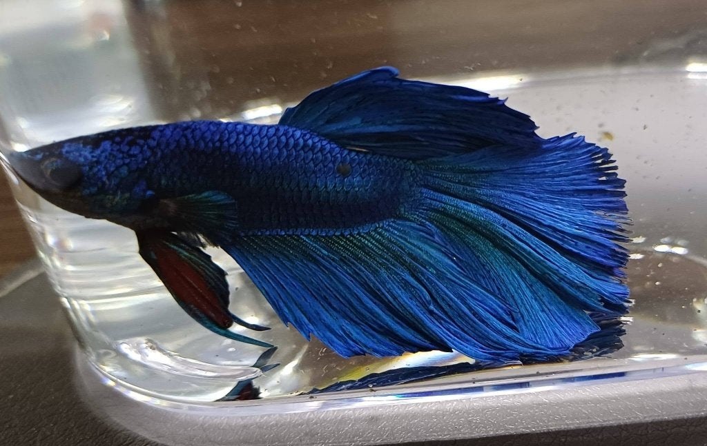 Hobbyaquarium Betta SP Super Delta XL, Vis, Zoetwatervis, Schoolvis