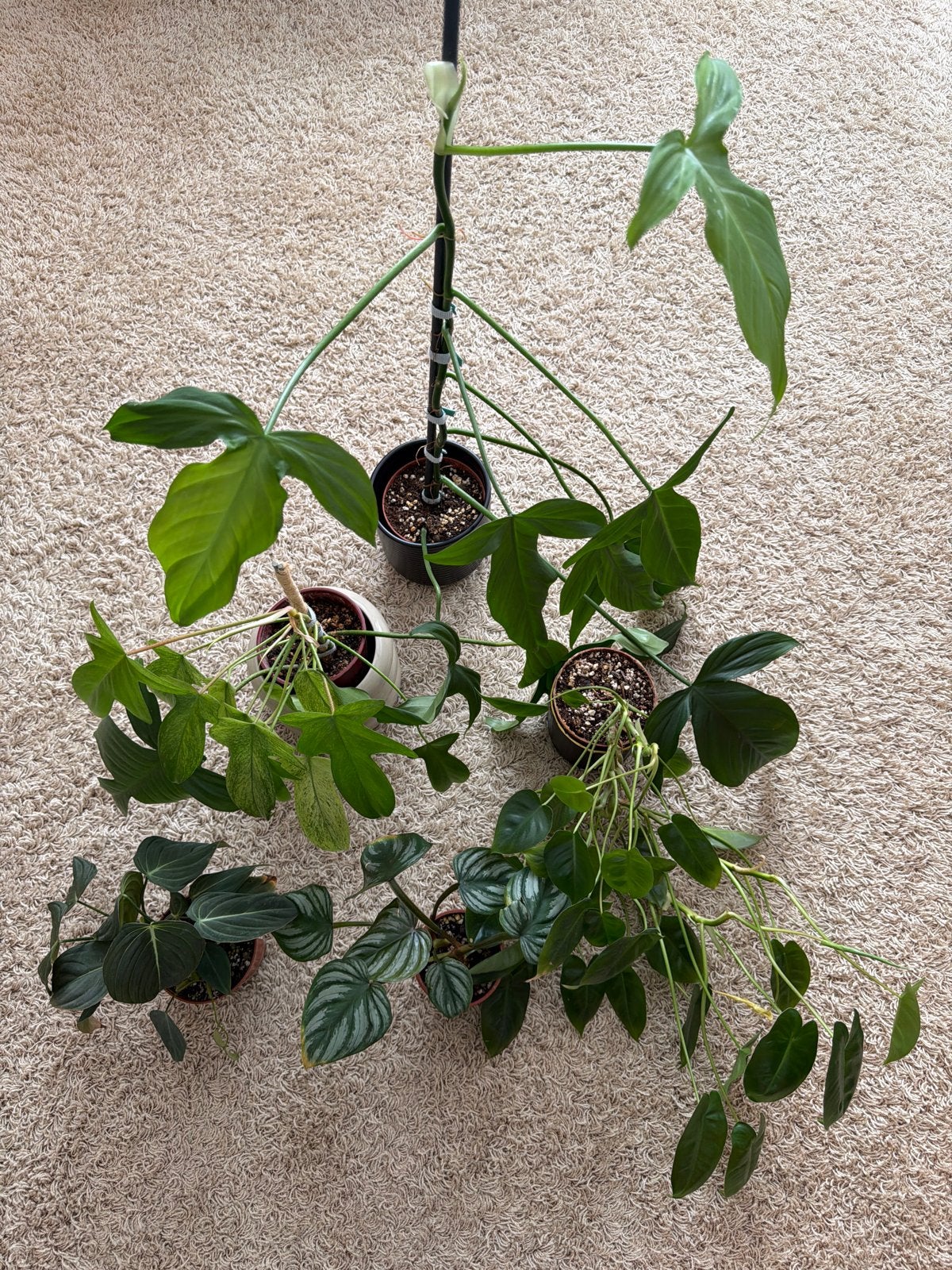 Philodendron Pakket - Diverse Soorten, Ophalen of Verzenden, Halfschaduw, Minder dan 100 cm