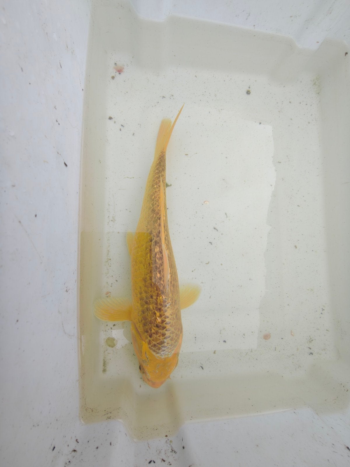 Ginrin yamabuki, Dieren en Toebehoren, Karper of Koi