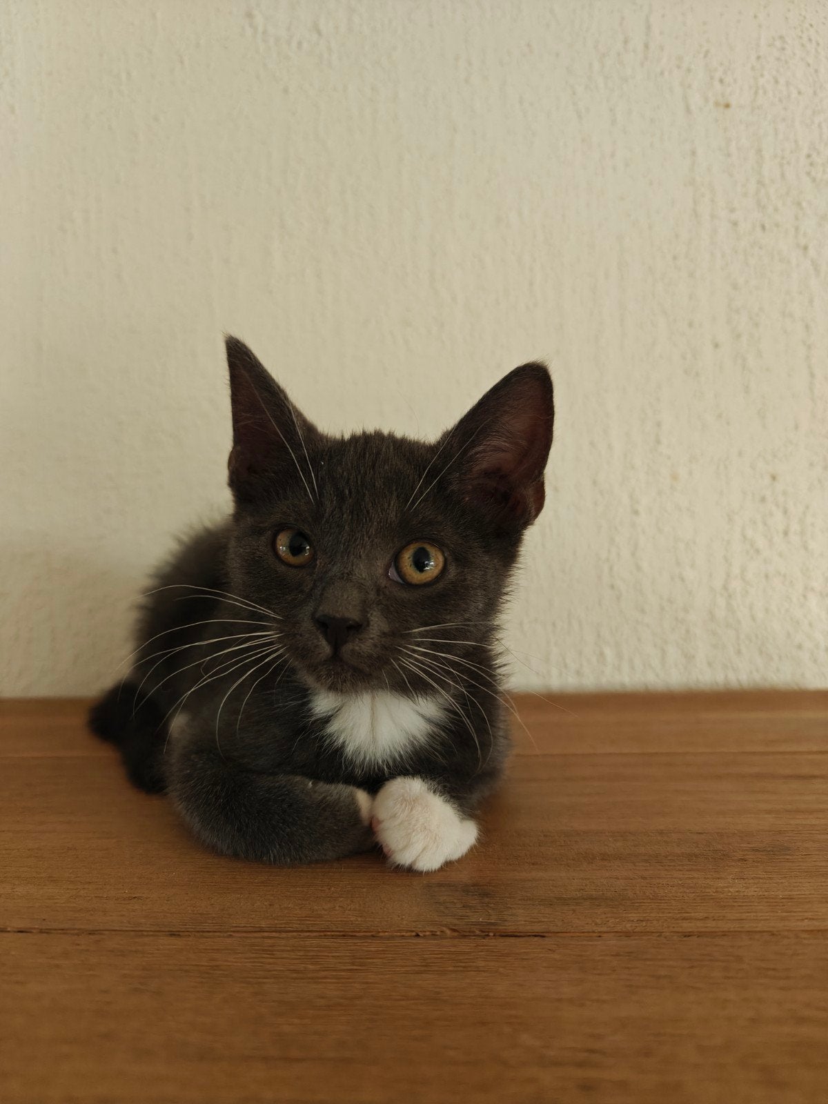 Blauw witte Poes, Poes, Ontwormd