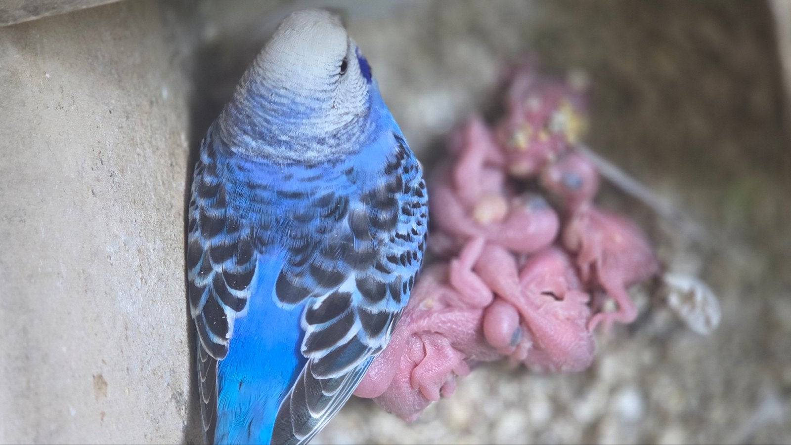 grasparkieten te koop, Dieren en Toebehoren, Meerdere dieren