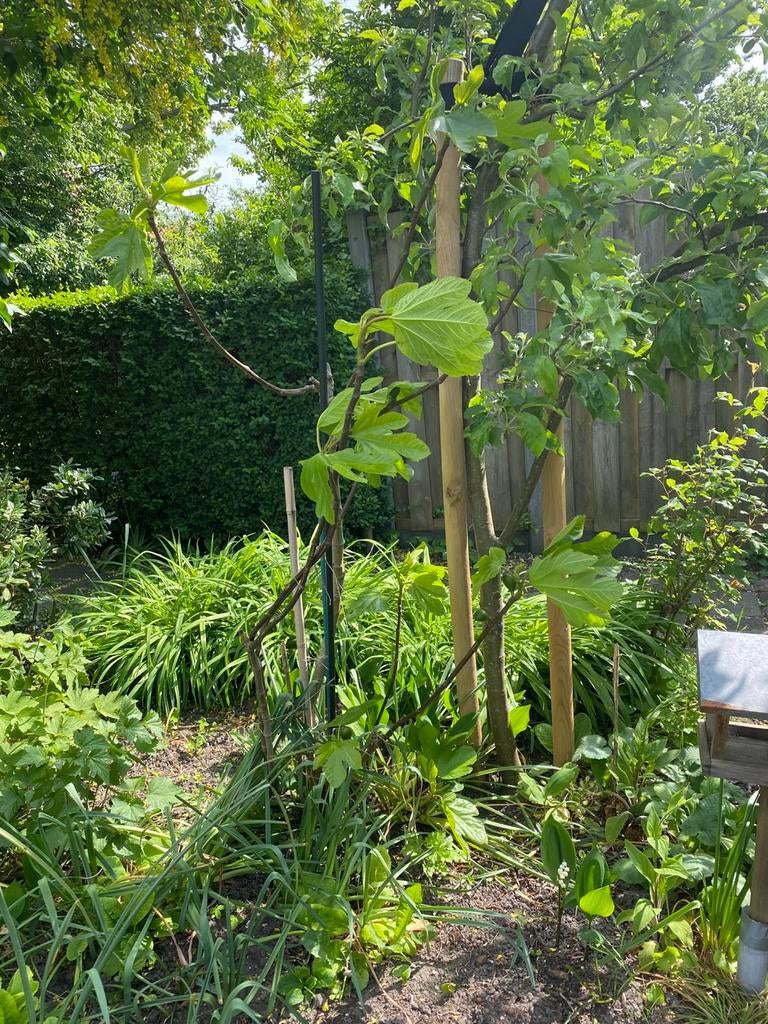 Vijgenboom 1,5m, Bloeit niet, Overige soorten, 100 tot 250 cm, Ophalen