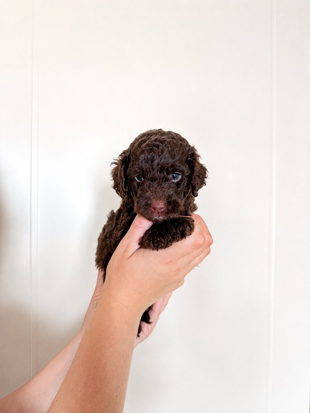 Prachige mini labradoodle (donkere choco), Parvo, Overige rassen, 8 tot 15 weken, Teef
