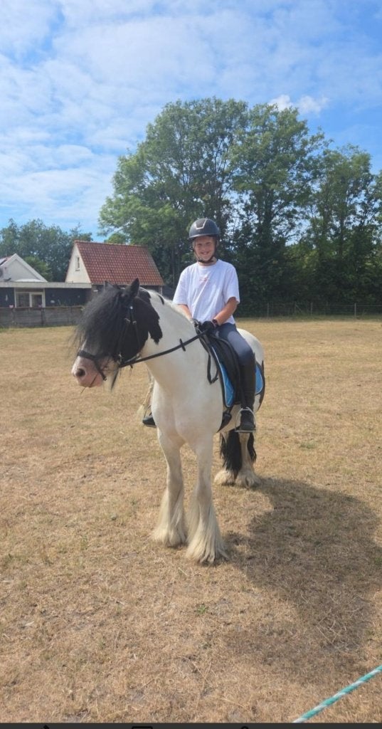 Irisch cob/tinker 7 jaar, Gechipt, B, Ruin, C pony (1.27m tot 1.37m)