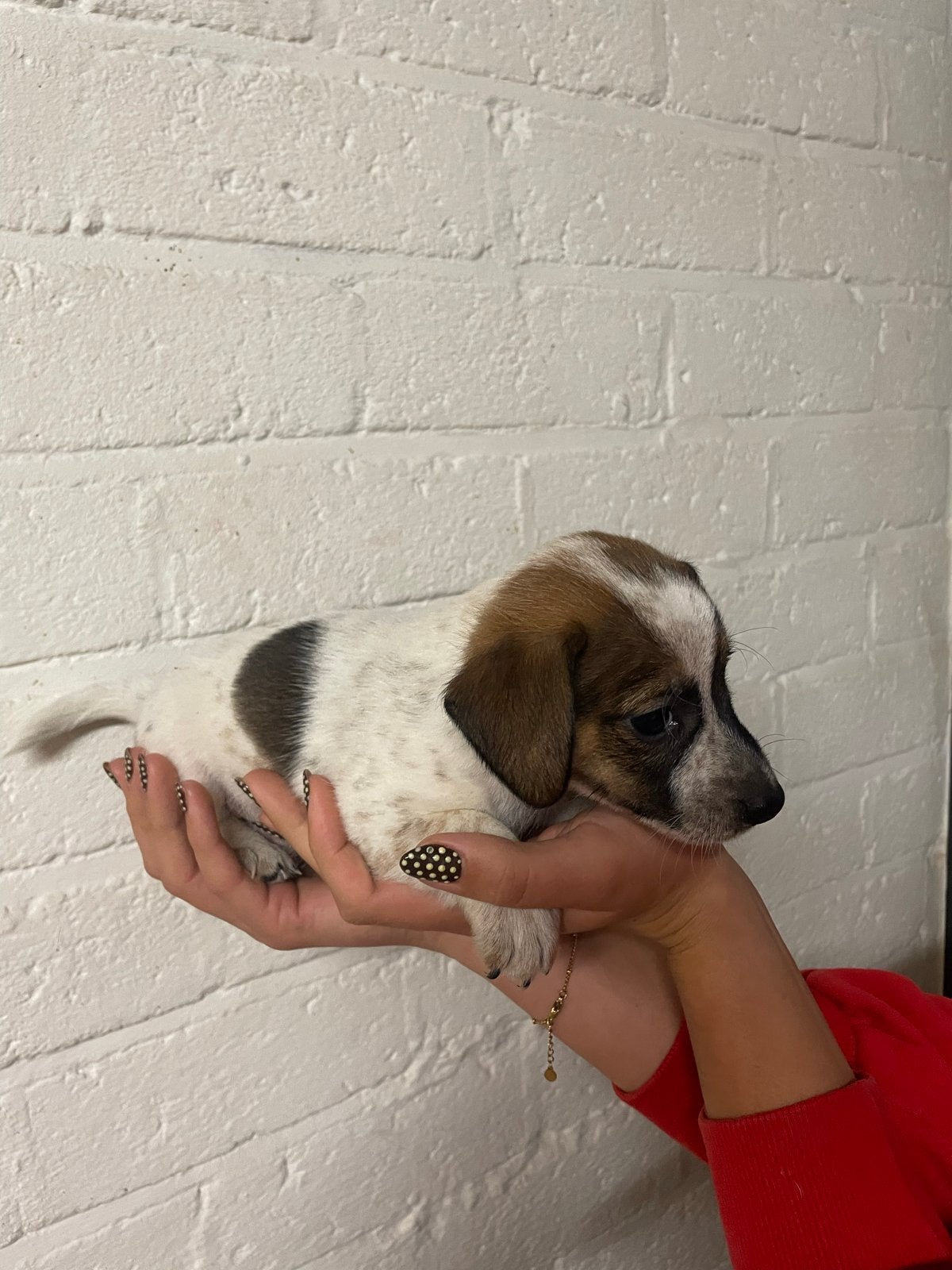 Bijzonder  gekleurde Jackrussel x Bfox pups, Jack Russell Terriër, 8 tot 15 weken, Meerdere, Meerdere dieren