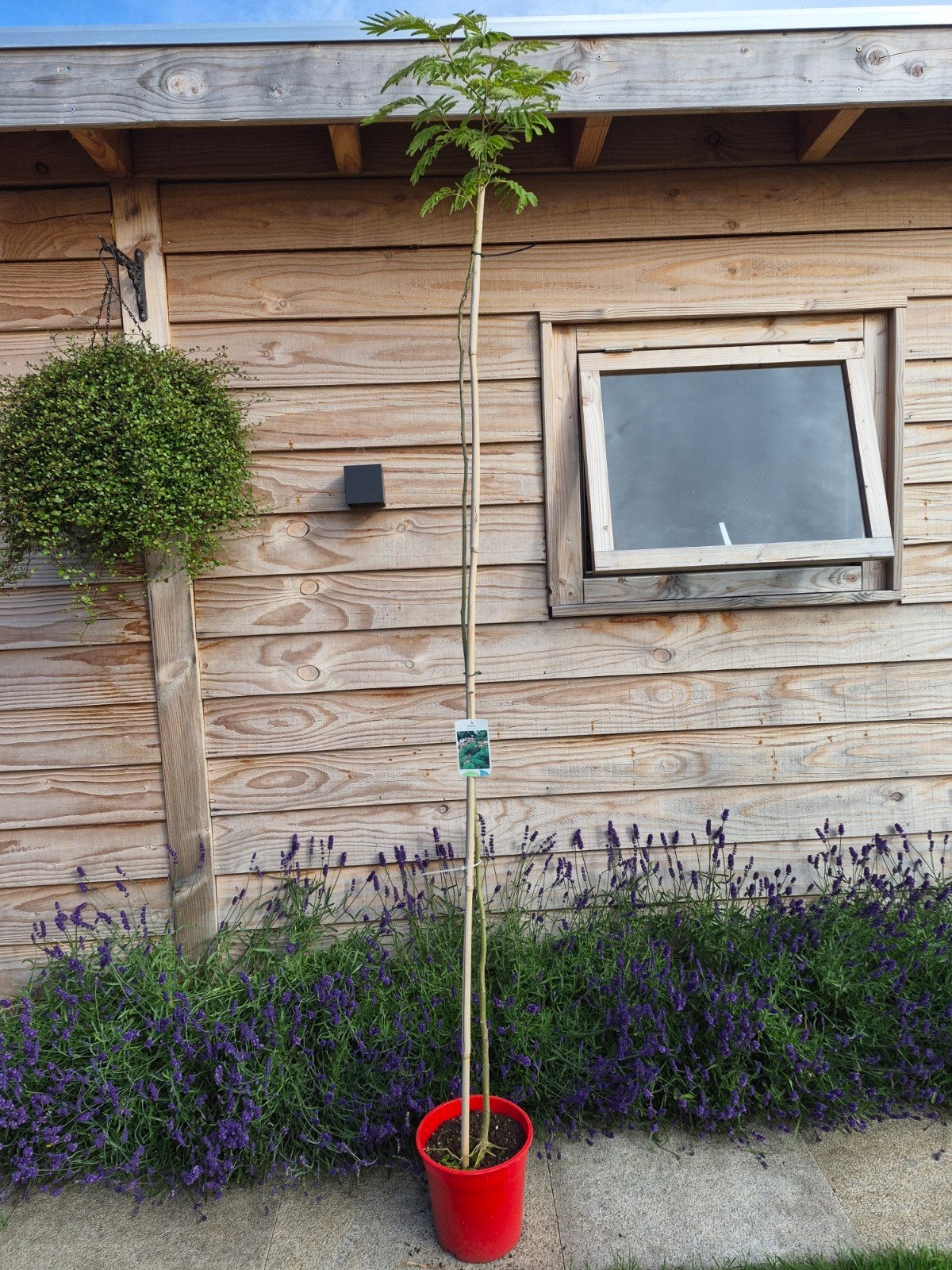 Albizia julibrissin/perzische slaapboom, Ophalen of Verzenden, Overige soorten, Volle zon